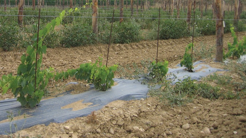 novamont Cultivo Viñedo_02|datos agronómicos|estudio 2|estudio|novamont Cultivo Viñedo_02